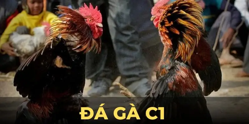 Đá Gà C1 Bet88 - Sân Chơi Đỉnh Cao Cho Tín Đồ Cá Cuợc